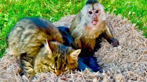 У Финика с Лапкой тихая дружба пока я держу Анфису😁