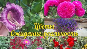 Цветы из семян ожидание-реальность.