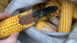 Поздняя уборка кукурузы