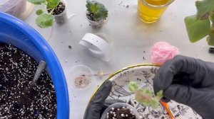 Большая пересадка фиалок 3. Болталка за 6.01.