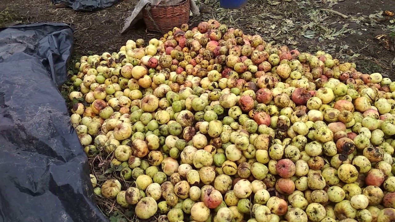 Яблоки на корм скоту.