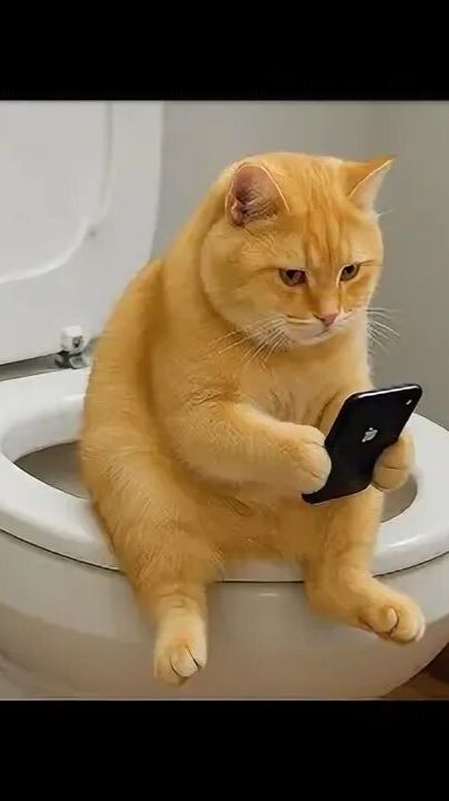 Кошки и животные 😂😂😂😂смешные прикольные видео