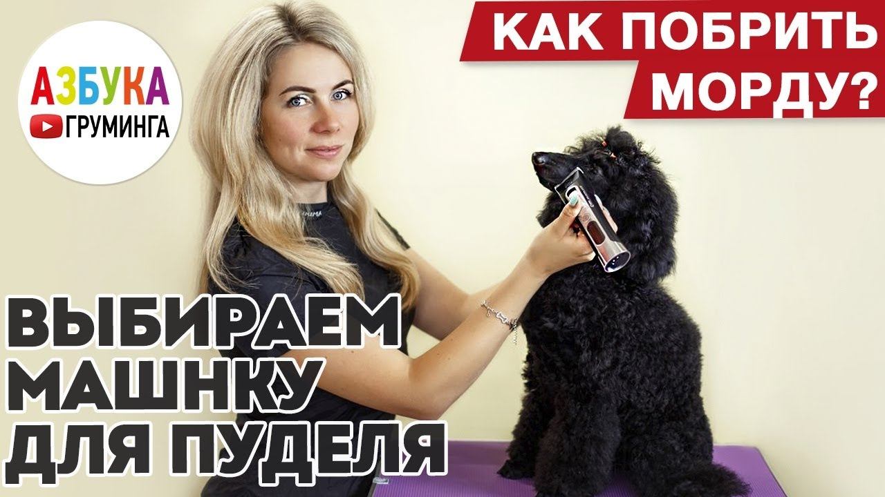 Выбираем машинку для пуделя. Как побрить морду