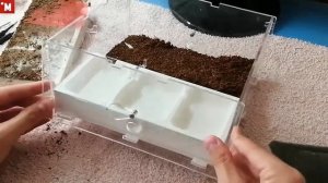 Смена гипсового блока в ферме понерин хаус. Муравьи Harpegnathos venator