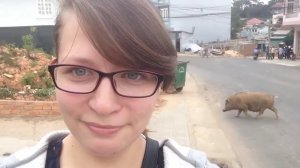 Далат Крэйзи Хаус [Отель Crazy House], уличная галерея, баоцзы, дождь.