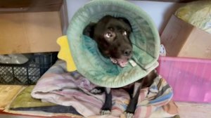 Оливия перенесла 2-ю операцию, но всё сложно