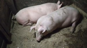 Поросята - 5 месяцев после покупки.