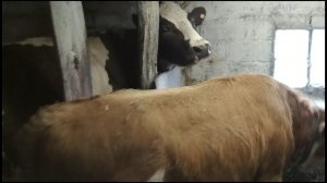 Первый день в сарае.