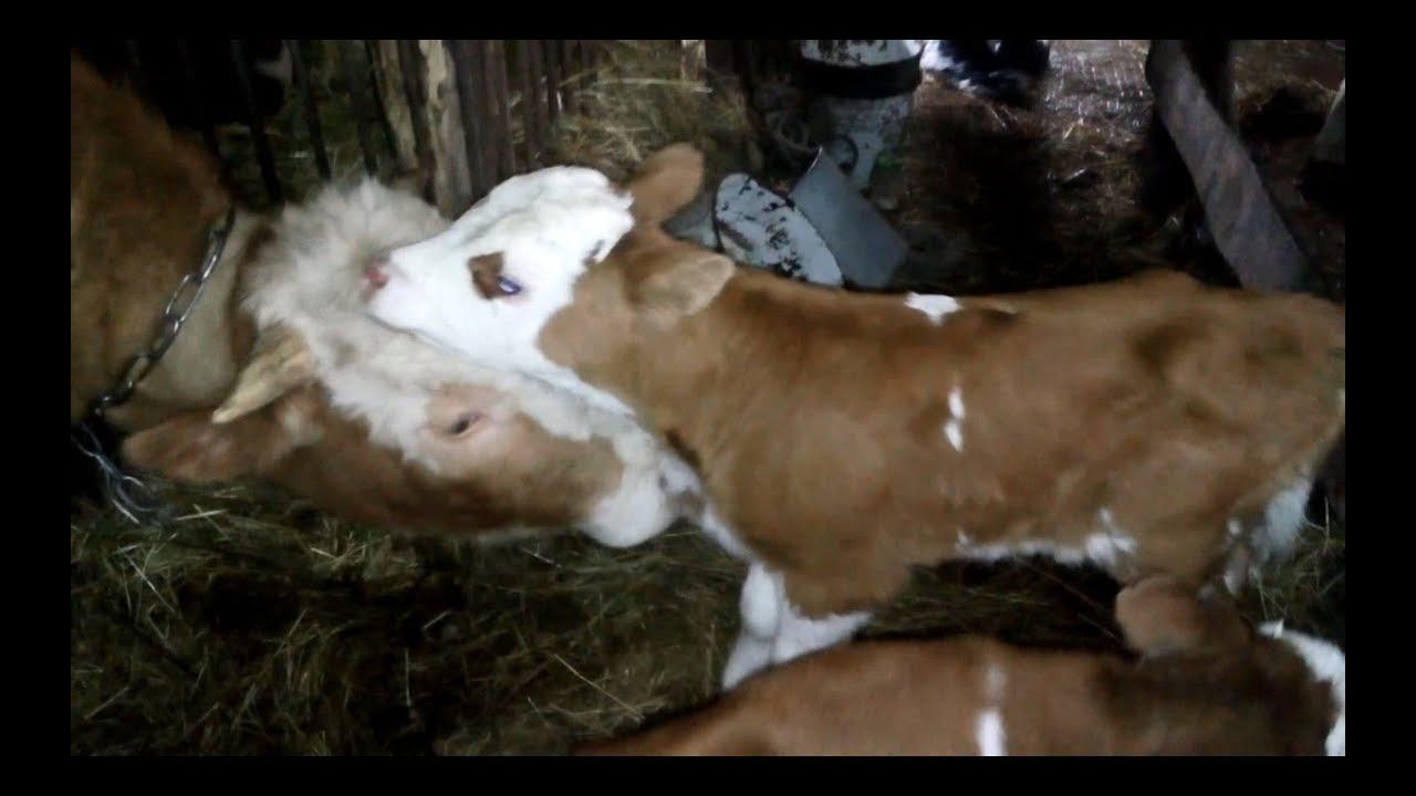 Ошибки при покупке маленьких телят.