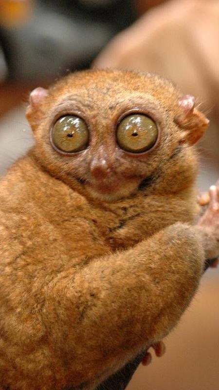 Самая кровавая перестрелка. смотреть онлайн