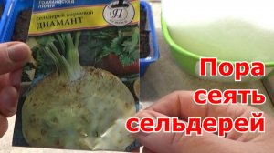 Выращивание рассады корневого сельдерея//посев семян//мастер -класс.