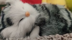 Песня про котов