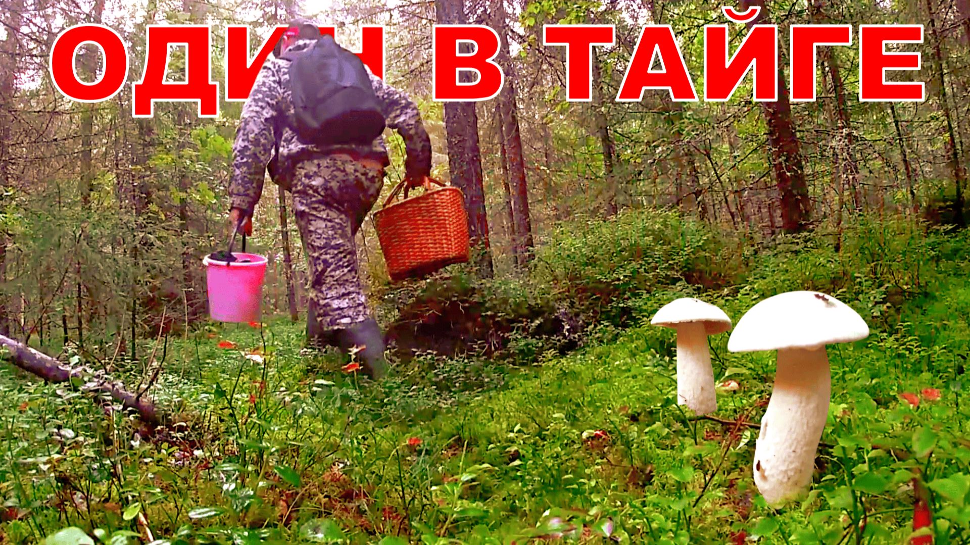 Грибник зашел в новый лес и обалдел! Редкие находки шокировали! Грибы и Лес Сказочная Карелия смотреть онлайн