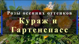 Розы осенних оттенков Кураж и Гартенспасс.