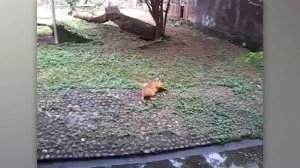 Коты могут подружиться с кем угодно 😁