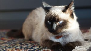 Часть 42. Котовьи воины