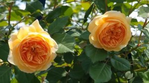 ЧАСТНЫЙ РОЗАРИЙ КОРЕЙСКОЙ САДОВНИЦЫ, где в полном цвету более 30 сортов роз