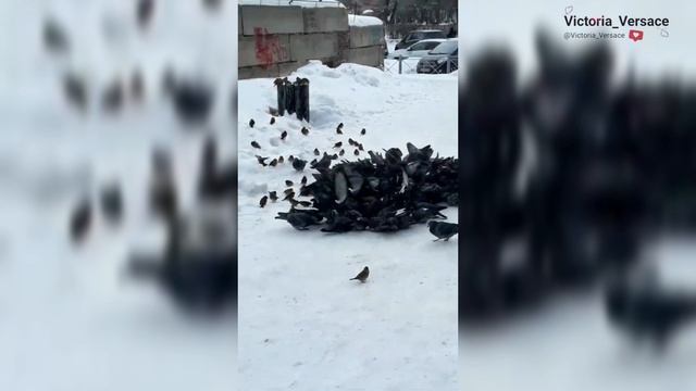 Куча мала! Кусь от вороны ! #птицы #топ смотреть онлайн