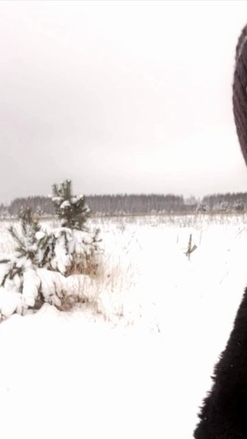 Лыжня на Воронинском поле 2026