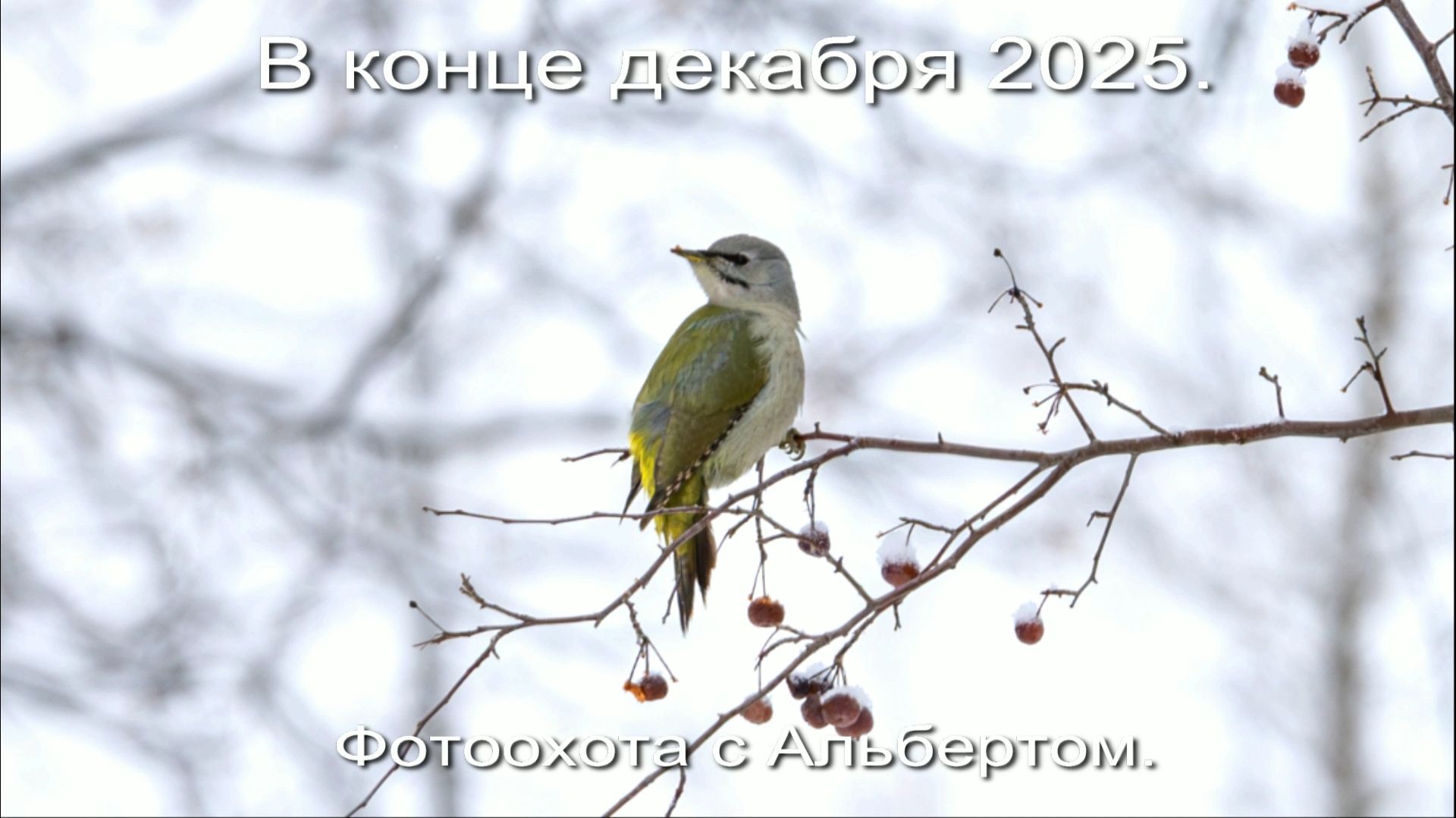 Фотоохота с Альбертом. В конце декабря 2025.