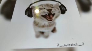 Песня мяу мяу милая песенка