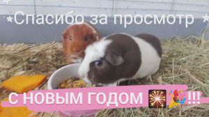 ОТМЕЧАЮ НГ С МОРСКИМИ СВИНКАМИ ❄🎄⛄🍊 //🎀//