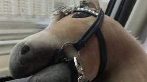 Влог с тренировки на хорсе Спирите🌕☄️🦓