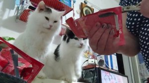 2 января 2026г. На кухне с кошками.