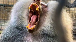 Елисей СЕГОДНЯ НЕ В ДУХЕ… поесть принесли, идите дальше работайте!))