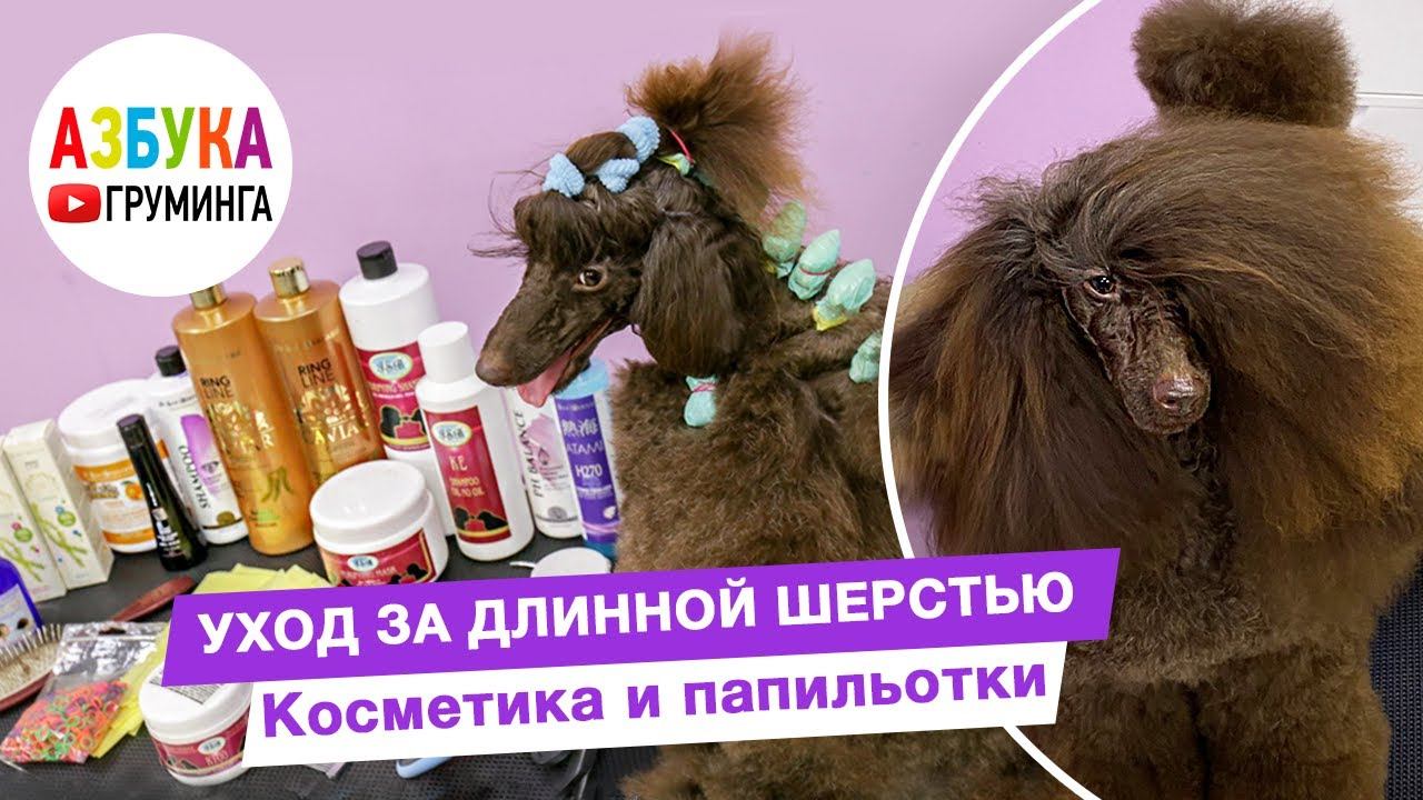 Как сохранить длинную шерсть? Вяжем папильотки или для чего пуделю бигуди))