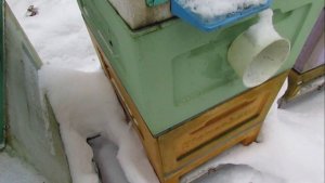 работа на пасеке в январе , пчела Элгон в малоформатном улье, 6.01.2026 год