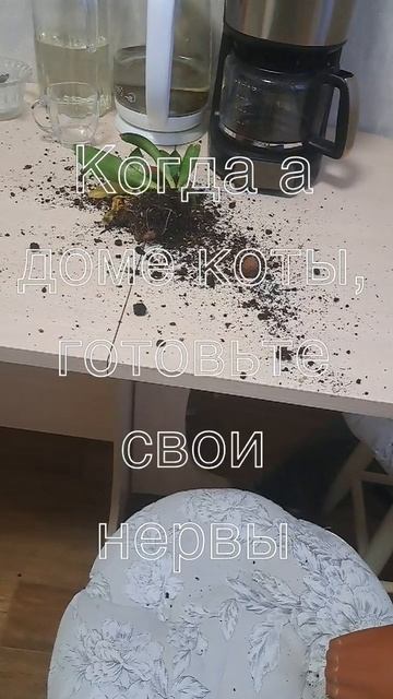Когда в доме коты, готовьте свои нервы к растерзанию 🤣 смотреть онлайн