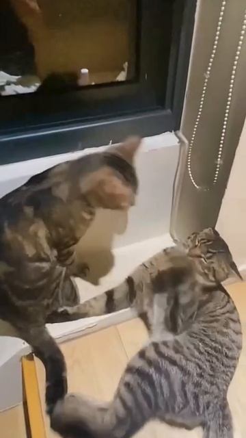 Хозяйка ссорит котов.