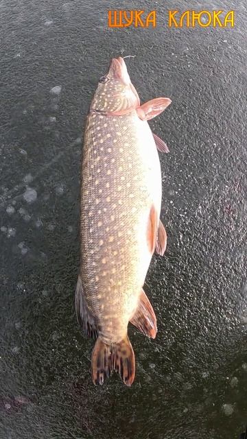 🔥 Аномально толстая щука 🔥 #рыбалка #щука #fishing #шортс