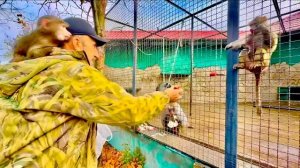 Анфиса покормила попугаев, а потом взялась за контроль рациона гамадрил❤️