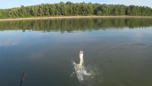 РЫБАЛКА С НОЧЁВКОЙ! МЫ СВОЁ ВЗЯЛИ! Уха, закидушки, костёр! Шикарный отдых на рек