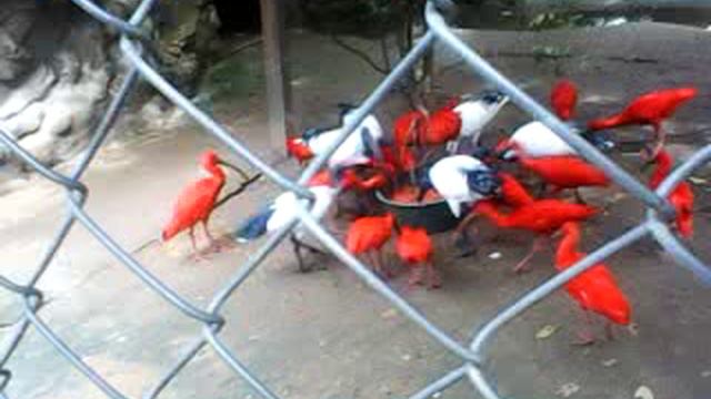 ЭКСКУРСИОННЫЙ БЛОГ ЗООПАРК ПЛАНЕТА ОБЕЗЬЯН (22.07.2025г)В КОНЦЕ БЛОГА НА МЕНЯ НАПАЛА ОСА.🦟🐝🦚🐴🦄 смотреть онлайн