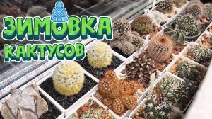 Зимовка кактусов, зимник для кактусов в домашних условиях на подоконнике