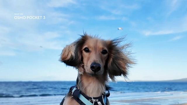 Tiny Moments, Big Smiles Osmo Nano Cute Recap of 2025 💛✨ смотреть онлайн