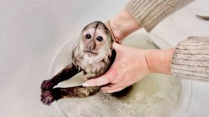 Мы купаем Финика, но ему это ВСЕ НЕ НРАВИТСЯ и он просто В ВОЗМУЩЕНИИ!