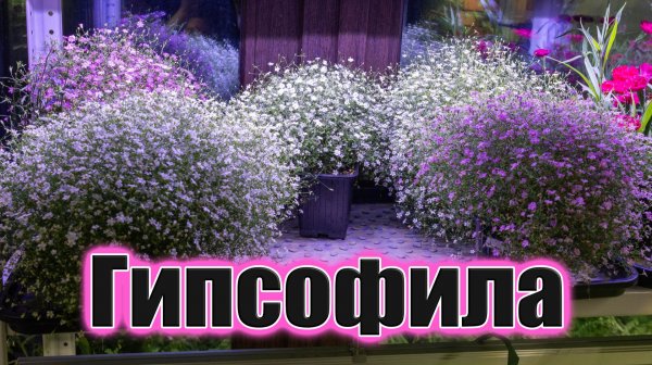 Гипсофила для начинающих: всё про рассаду, обрезку и типичные ошибки