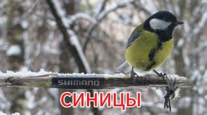 СИНИЦЫ