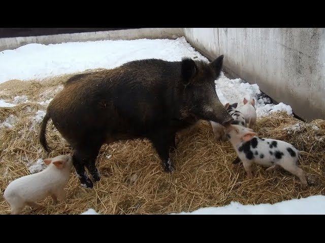 Дикая свинья родила в снегу.