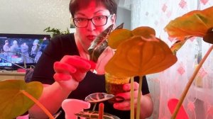 Мой будущий бизнес потихоньку растет/А то Идеальнные переживают за мои 🫰 деньги/Аллоказии поливаю