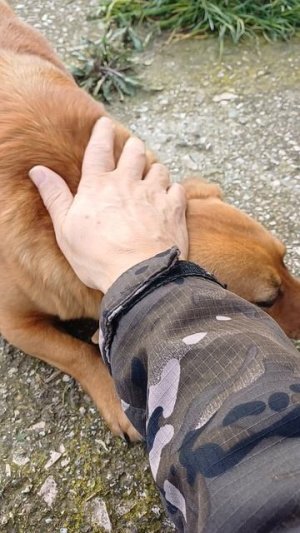 Рыжая соседка