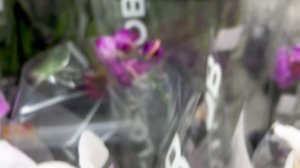 Орхидеи в Лемана Про и Ашане. Москва. Январь 2026