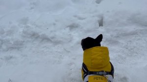 Уезжаем. Смыли запах дачи. Гаська протестует