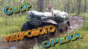 Сбор кедрового ореха на Алтае в 2025 году