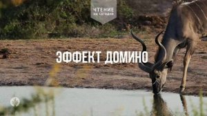 ЭФФЕКТ ДОМИНО 	| Ежедневное христианское чтение |	29	  января 2026