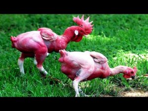 Израильские Куры НУДИСТЫ 34 года безумной селекции и вот результат